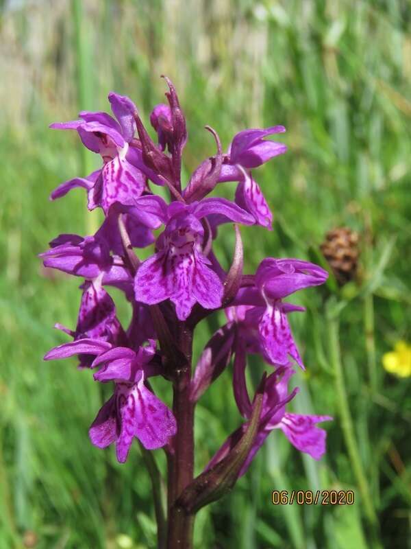 Image de Dactylorhiza lapponica (Laest. ex Hartm.) Soó