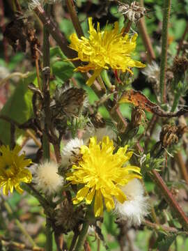 Image of hawkweed oxtongue