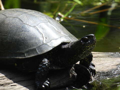 Image of Emys orbicularis orbicularis (Linnaeus 1758)