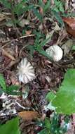 Image of Marasmius bekolacongoli Beeli 1928