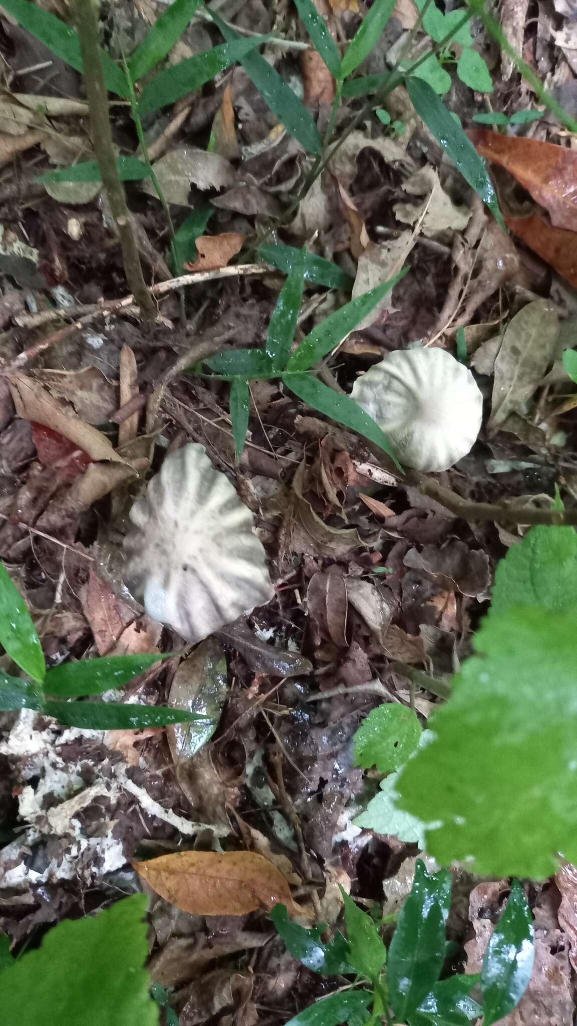 Image of Marasmius bekolacongoli Beeli 1928