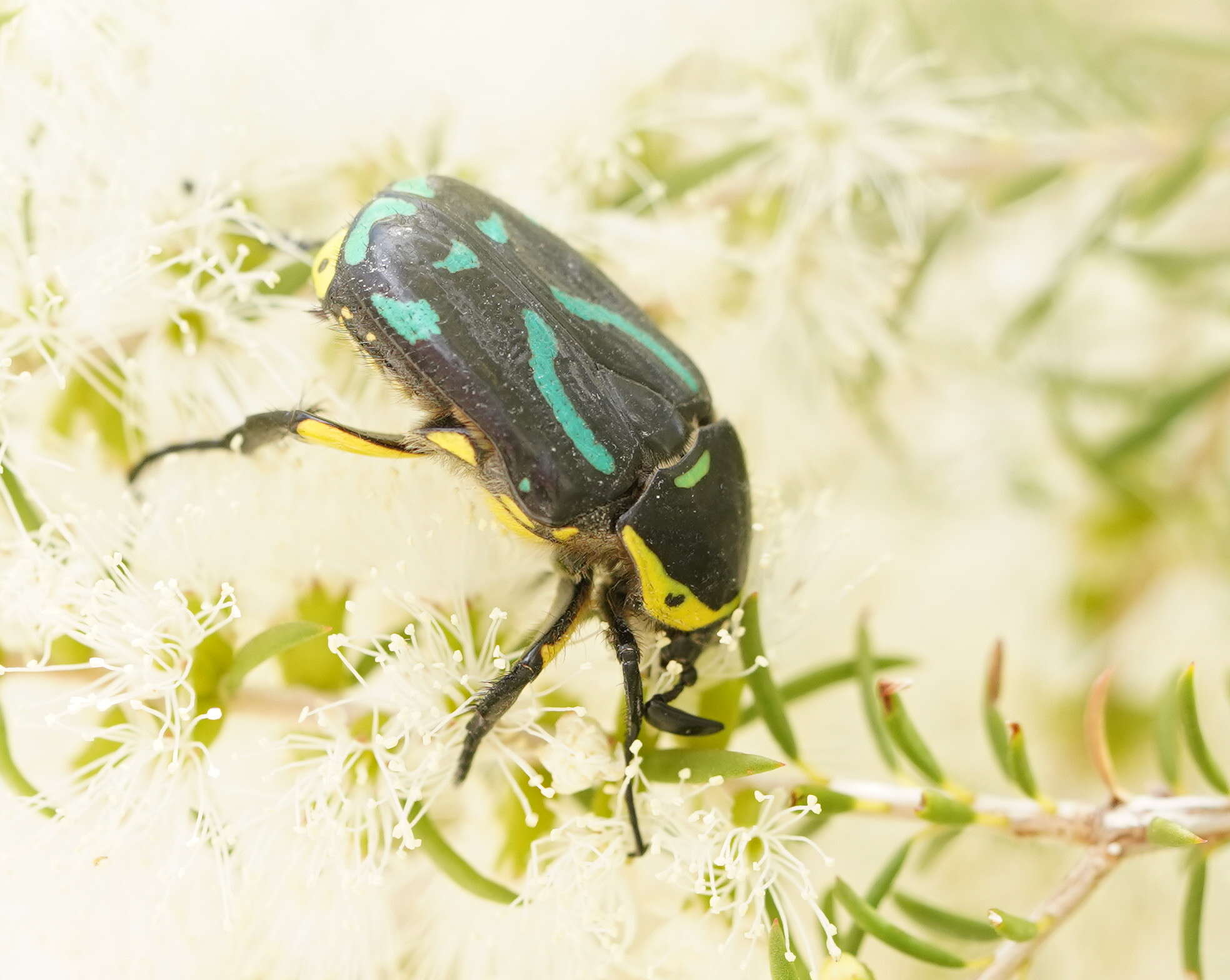 Chlorobapta frontalis (Donovan 1805) resmi