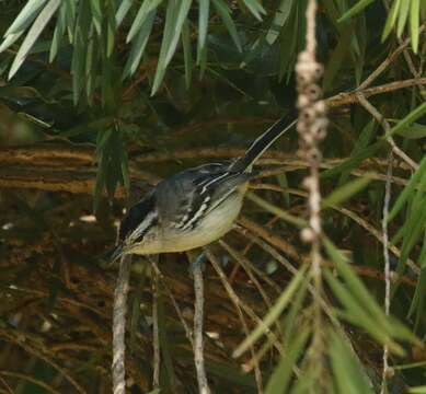 Image of Black-capped Antwren