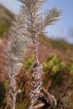 Image of Aspalathus longifolia Benth.