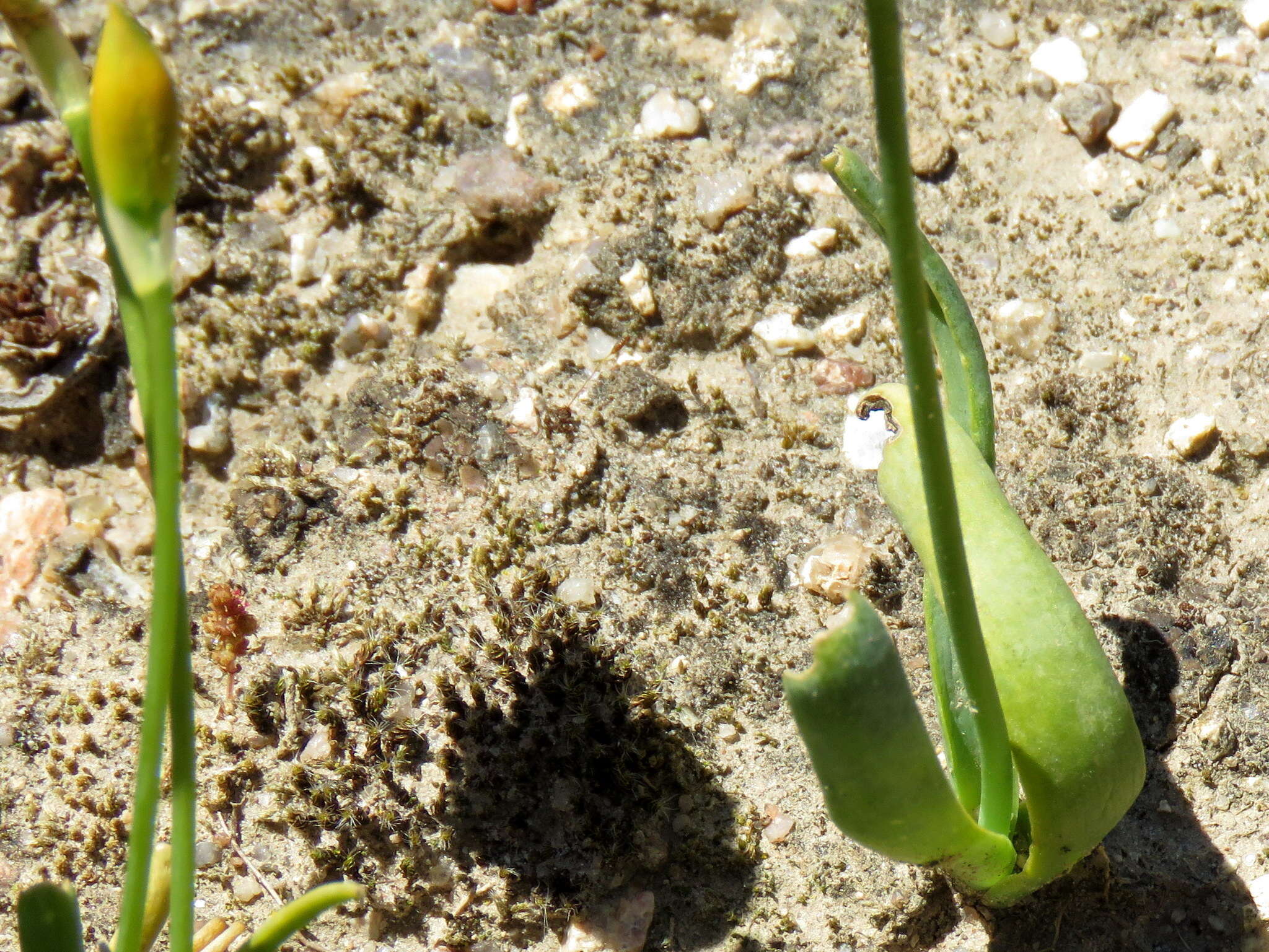 Image de Ornithogalum maculatum Jacq.