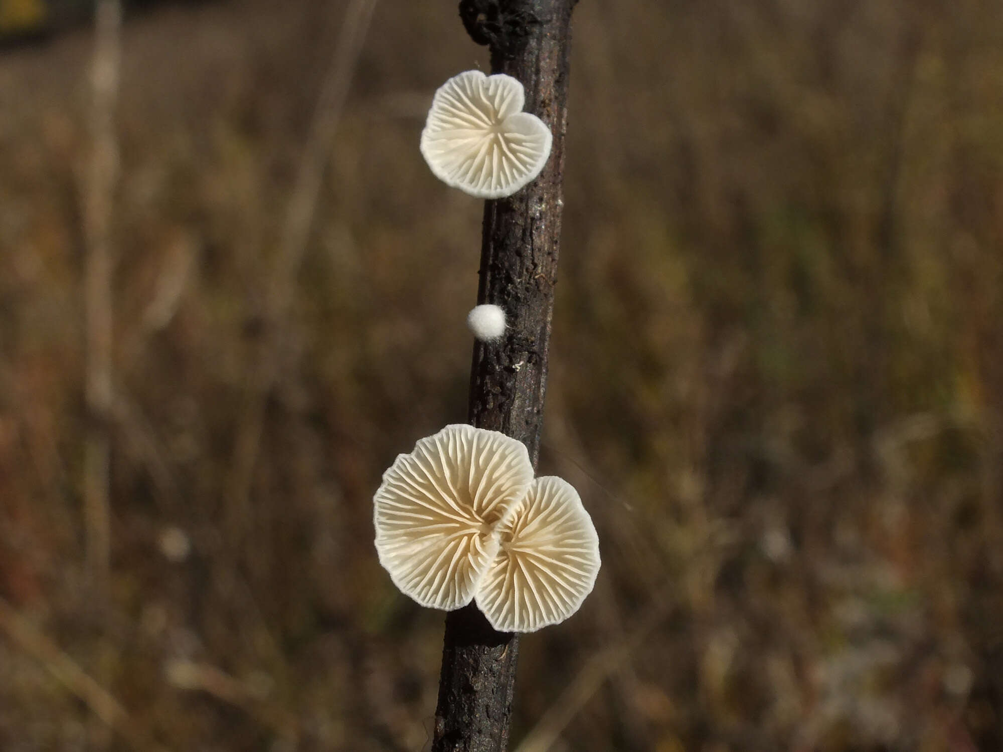 Crepidotus epibryus (Fr.) Quél. 1888 resmi