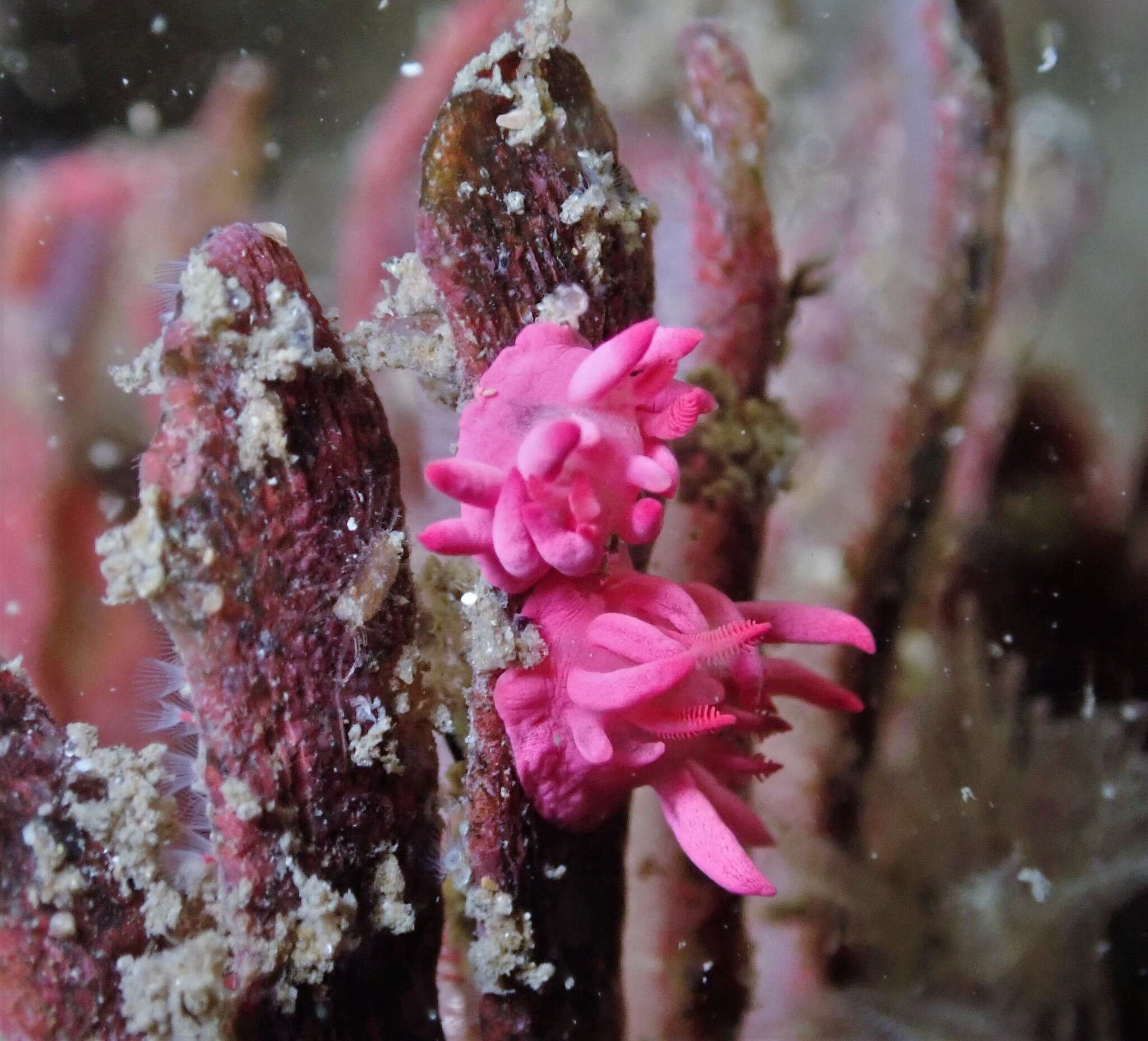 Plancia ëd Okenia atkinsonorum Rudman 2007