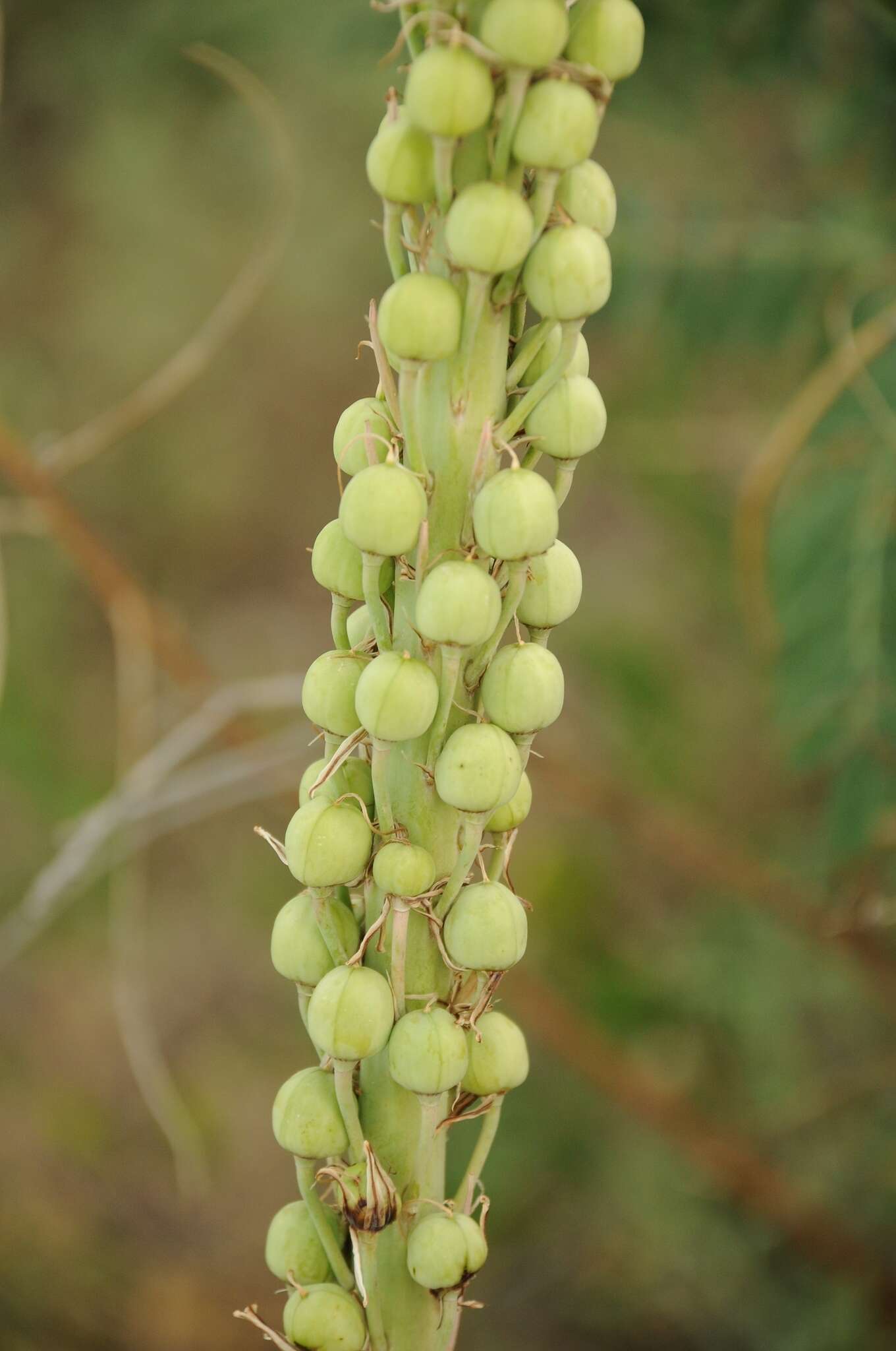 Слика од Eremurus inderiensis (M. Bieb.) Regel