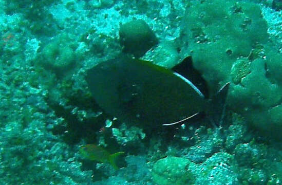 Image of Indian triggerfish