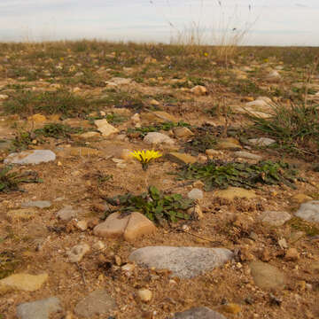 Sivun Taraxacum megalorhizon (Forsk.) Hand.-Mazz. kuva