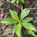 Image de Scaevola gaudichaudiana Cham.