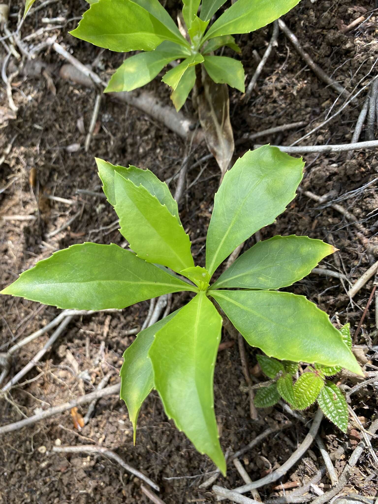 Image de Scaevola gaudichaudiana Cham.