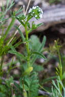 Plancia ëd Cryptantha pterocarya var. cycloptera (Greene) J. F. Macbr.