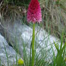 Image of Gymnadenia bicolor (W. Foelsche) W. Foelsche & O. Gerbaud