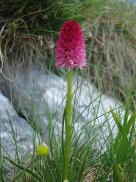 Image of Gymnadenia bicolor (W. Foelsche) W. Foelsche & O. Gerbaud