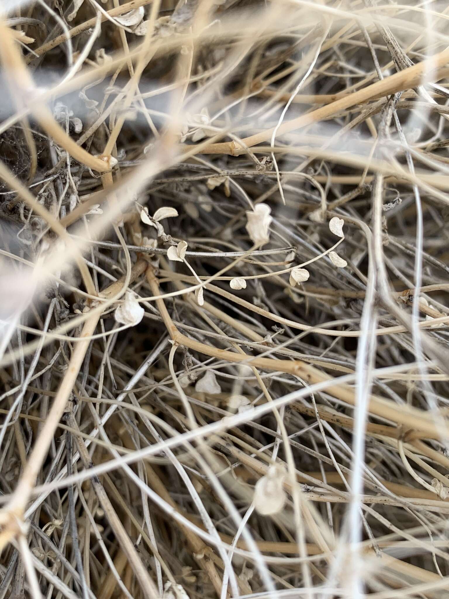 Image of Ackerman's milkvetch