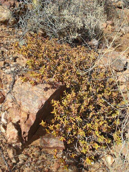 Image of Crassula brevifolia subsp. brevifolia