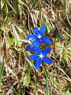 Image of Gentiana utriculosa L.