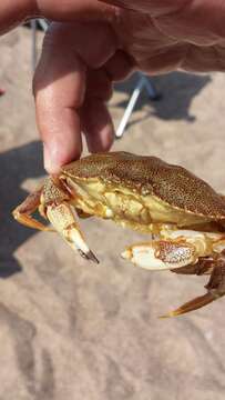 Image of Atlantic Rock Crab