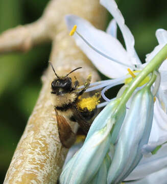 Image de Andrena transnigra Viereck 1904