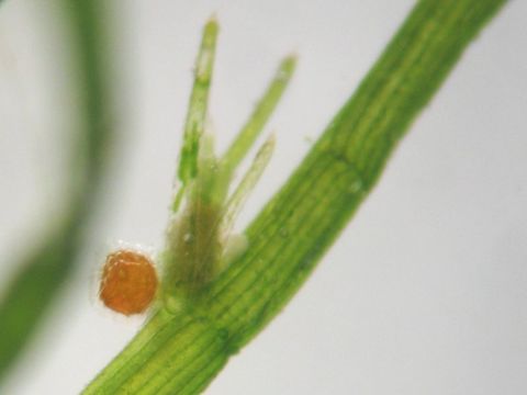 Image of Delicate Stonewort