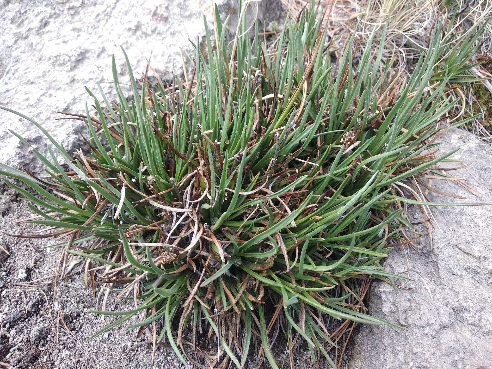 Image of Plantago tolucensis Pilg.