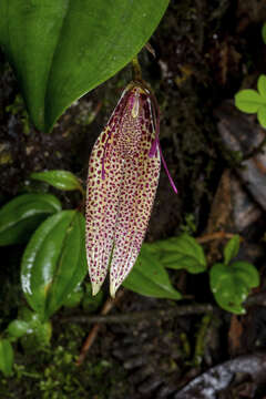 Restrepia guttulata Lindl.的圖片