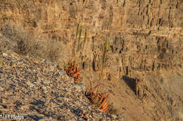 Imagem de Aloe gariepensis Pillans