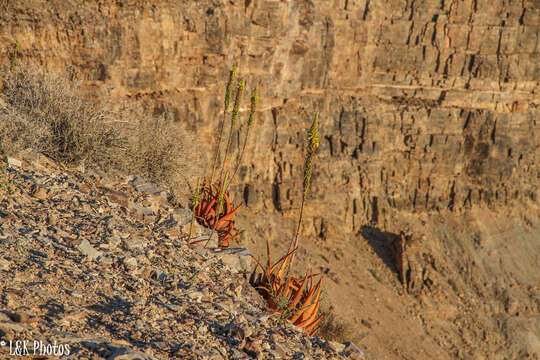 Image of Aloe gariepensis Pillans