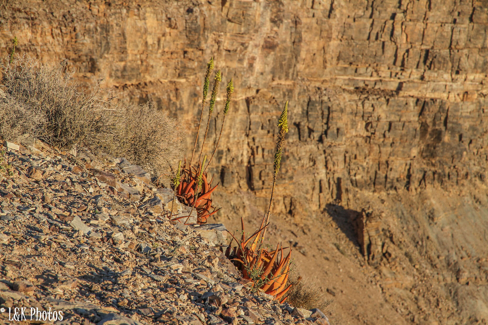 Imagem de Aloe gariepensis Pillans