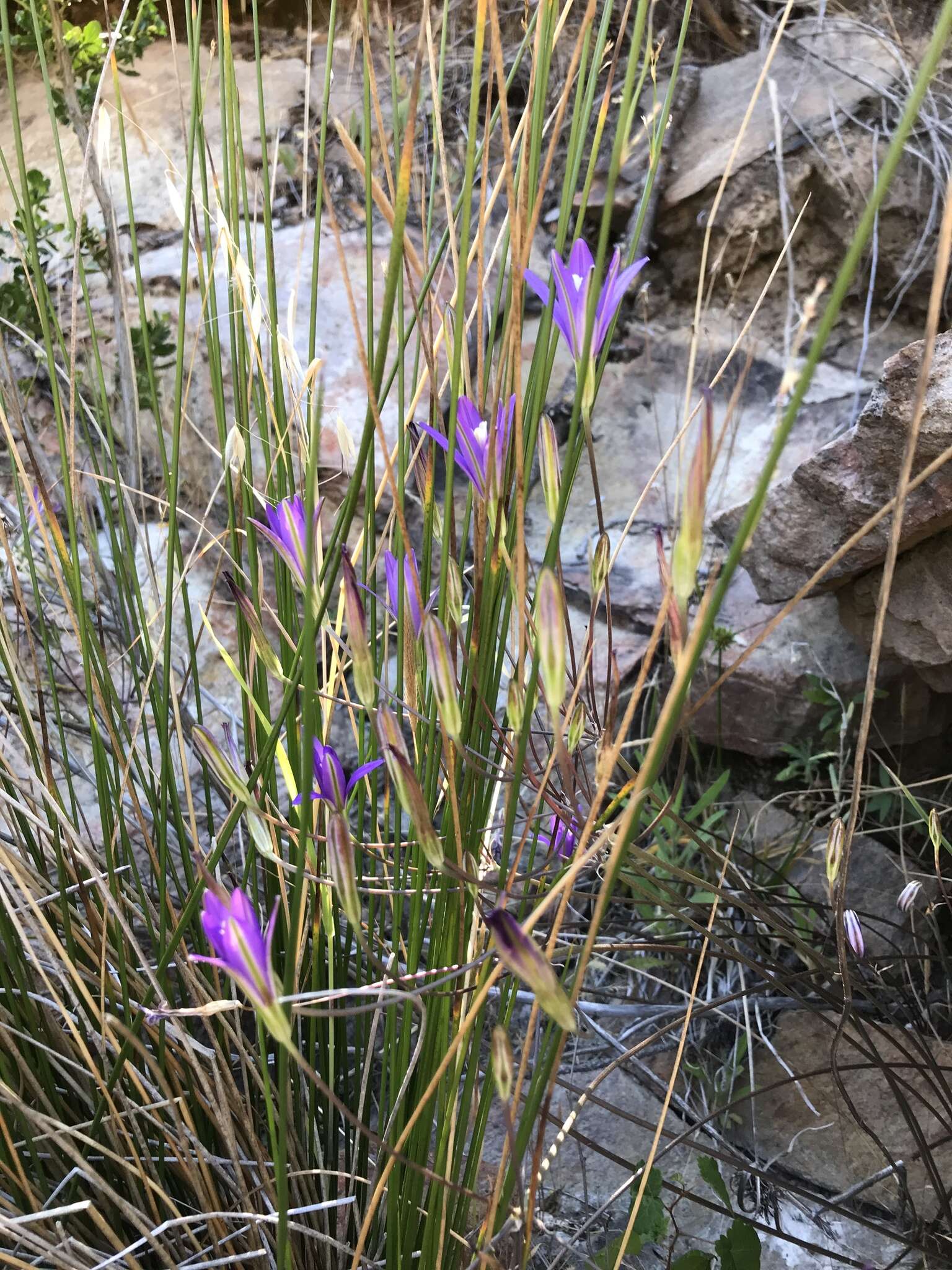 Image of California brodiaea