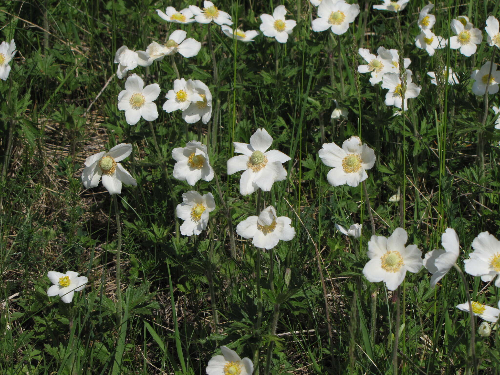 Anemone sylvestris subsp. sylvestris的圖片