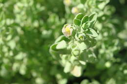 Schweinfurthia papilionacea (L.) Boiss.的圖片