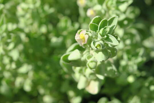 Image of Schweinfurthia papilionacea (L.) Boiss.