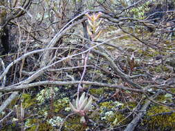 Image of Brittle Adromischus