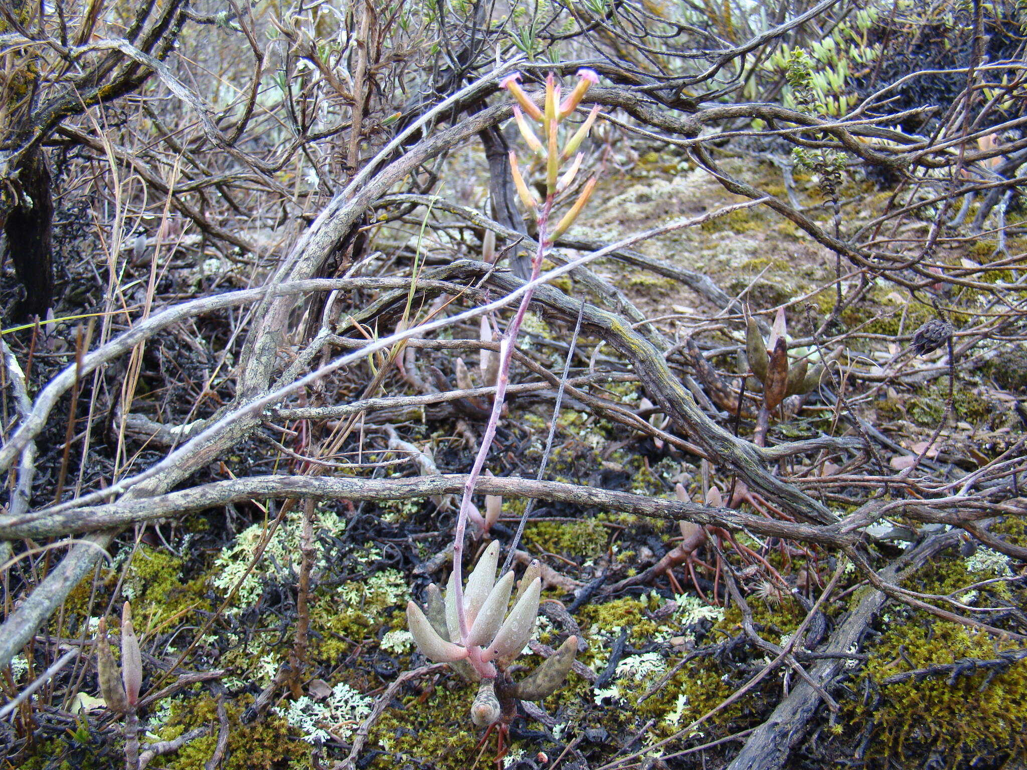 Image of Brittle Adromischus