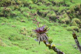 Image of Tillandsia tovarensis Mez