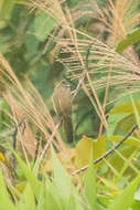 Image of Flavescent Bulbul