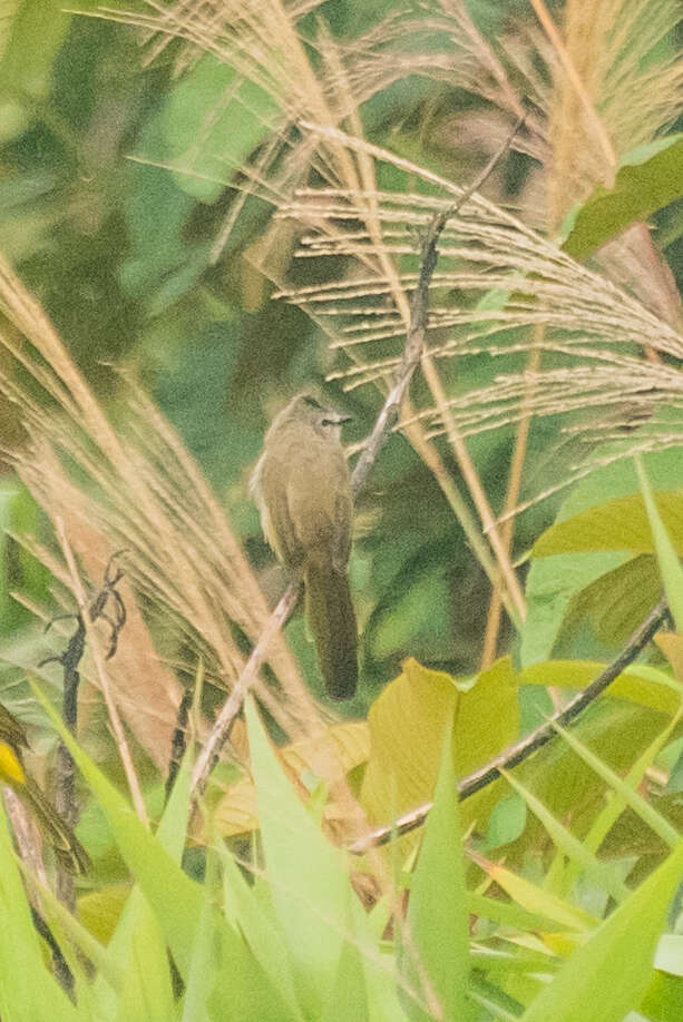 Image of Flavescent Bulbul