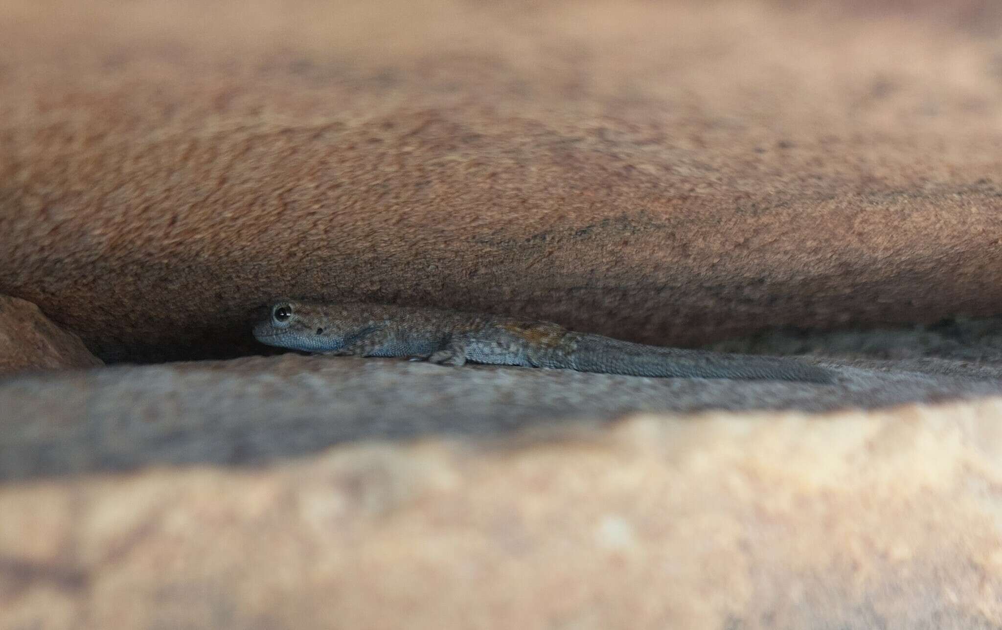 Image of Namaqua Day Gecko