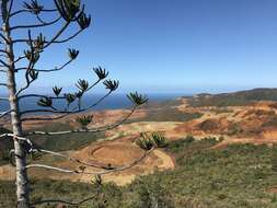 Image de Araucaria rulei F. Muell.