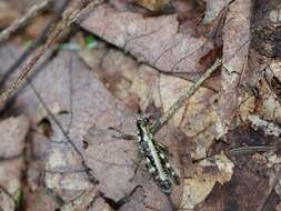 Слика од Booneacris glacialis (Scudder & S. H. 1862)