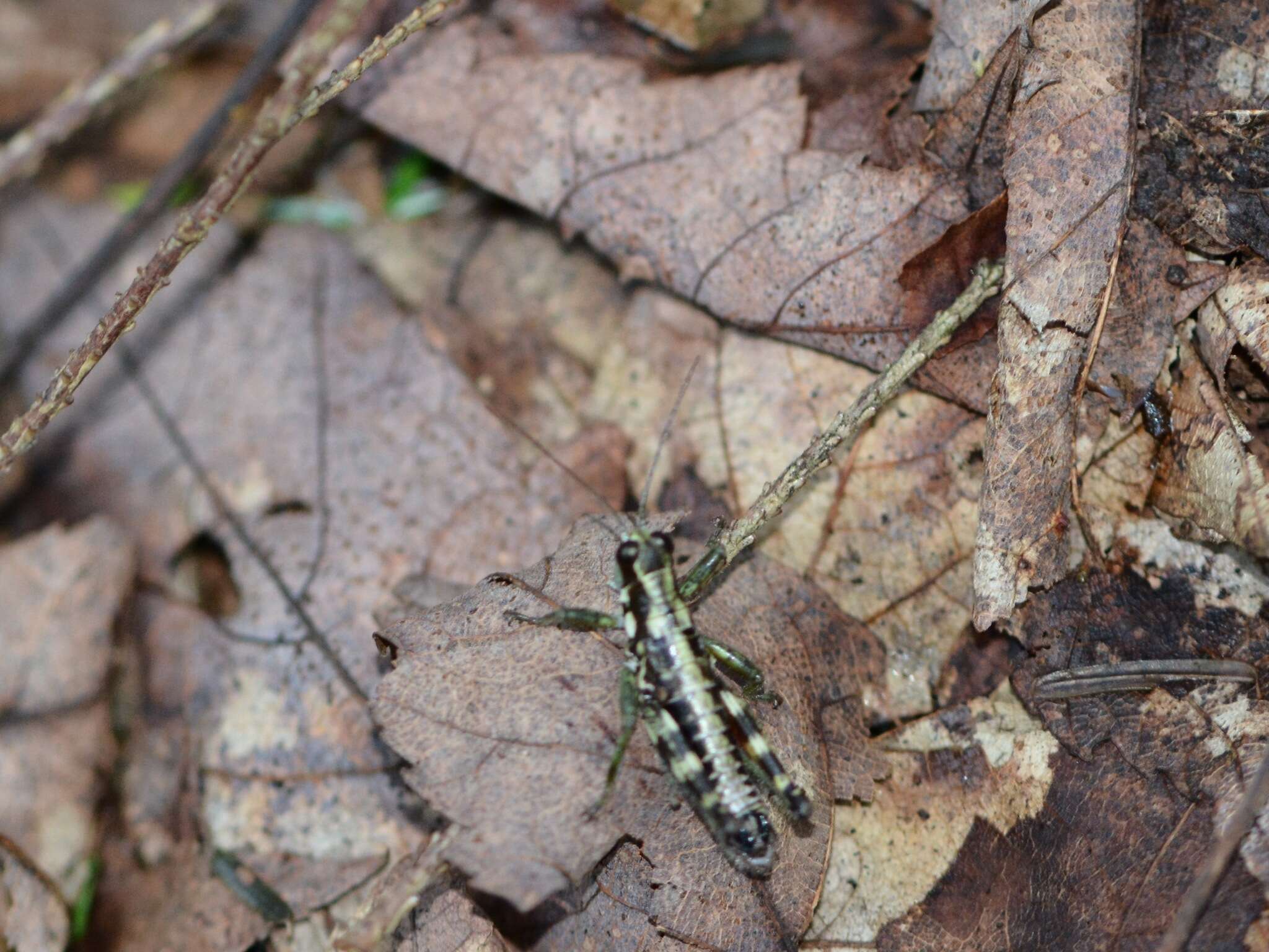 Слика од Booneacris glacialis (Scudder & S. H. 1862)