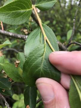 Image of Chokeberries