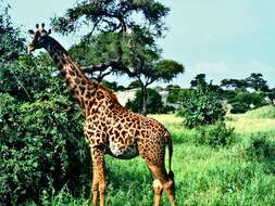 Image of Giraffa camelopardalis tippelskirchi Matschie 1898