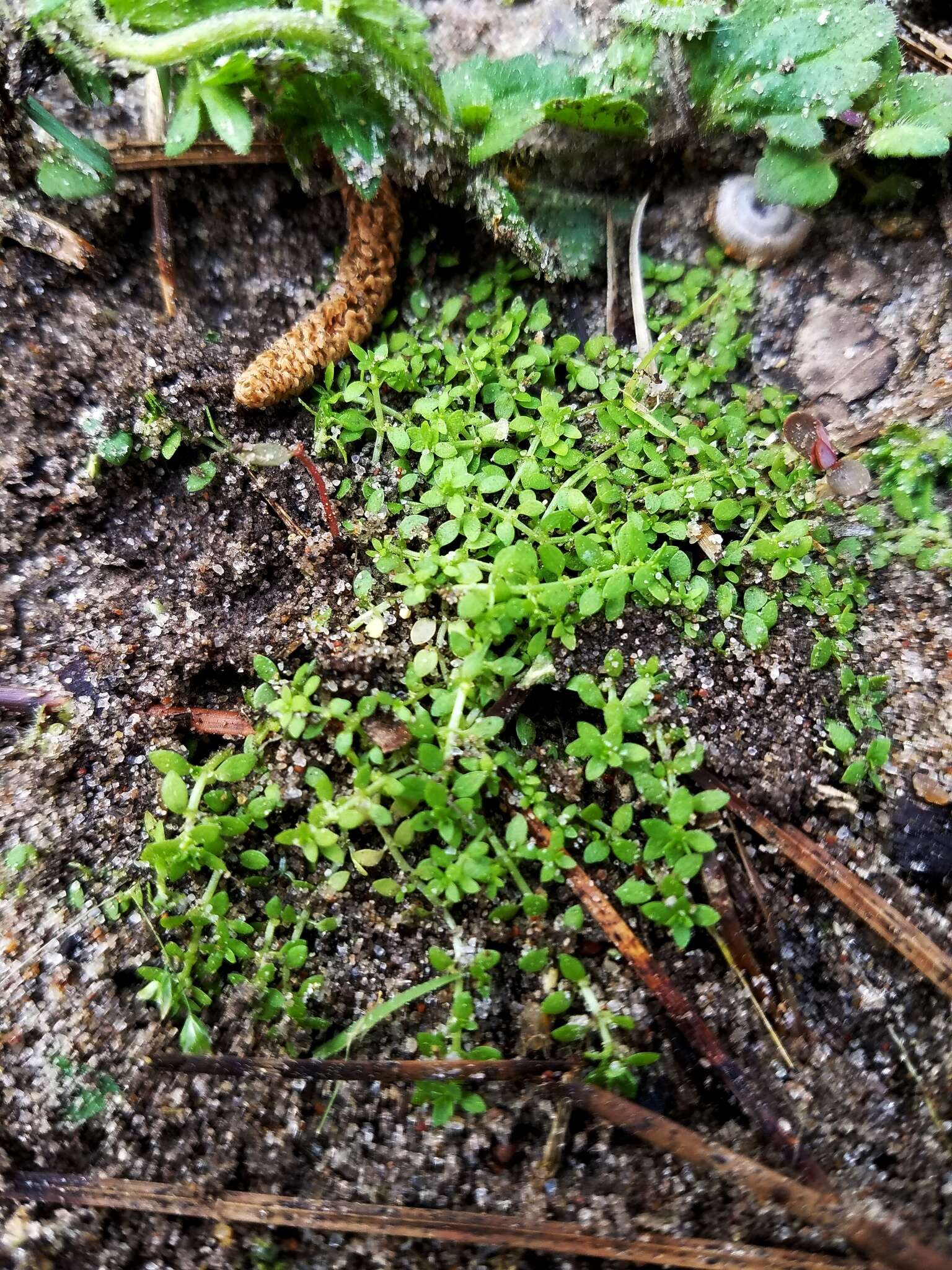 Image of terrestrial water-starwort