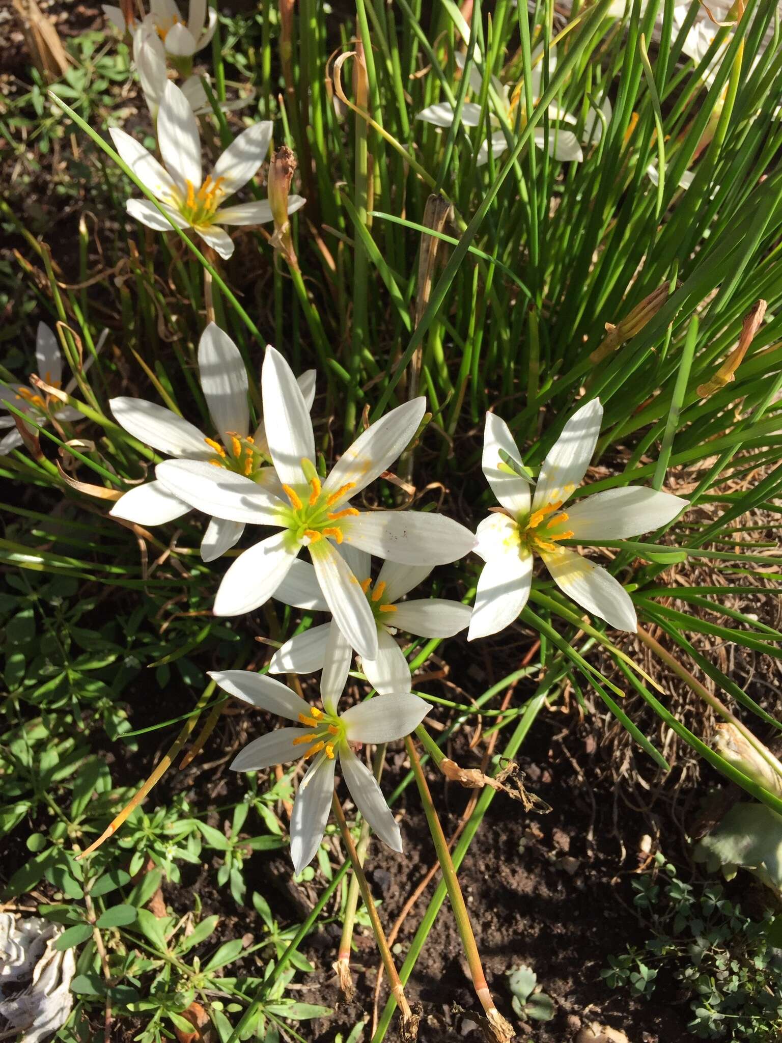 Image of autumn zephyrlily