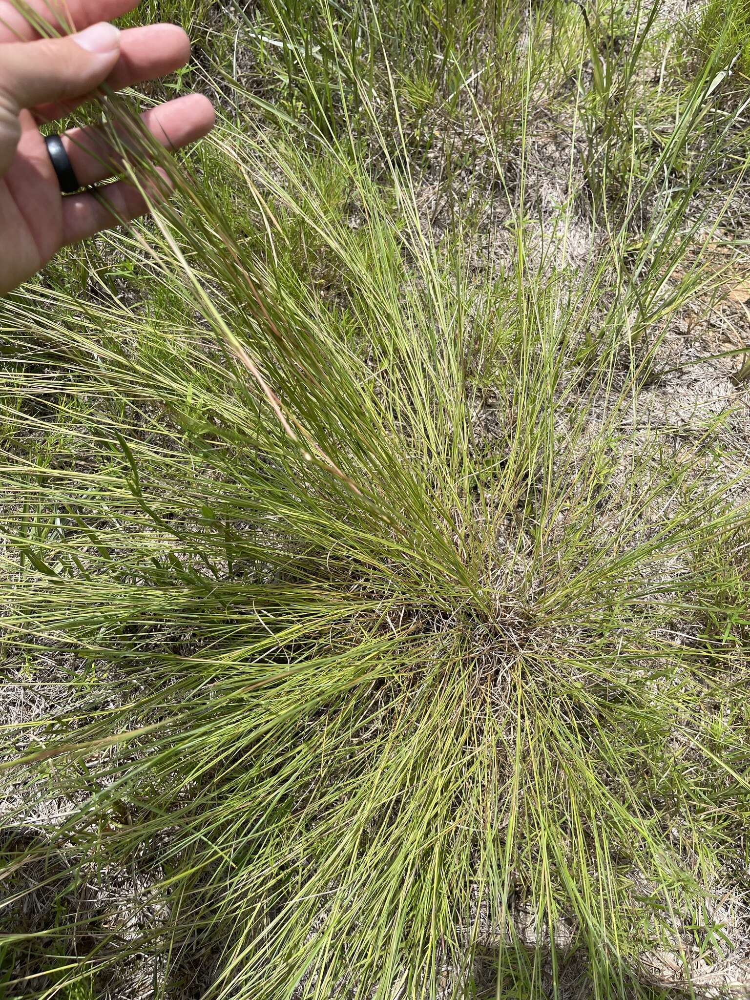 Sivun Schizachyrium tenerum Nees kuva