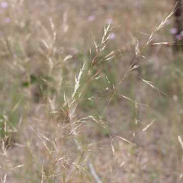 Image of Austrostipa blackii (C. E. Hubb.) S. W. L. Jacobs & J. Everett