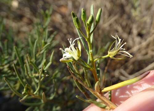 Imagem de Lepidium leptopetalum (F. Muell.) F. Muell.